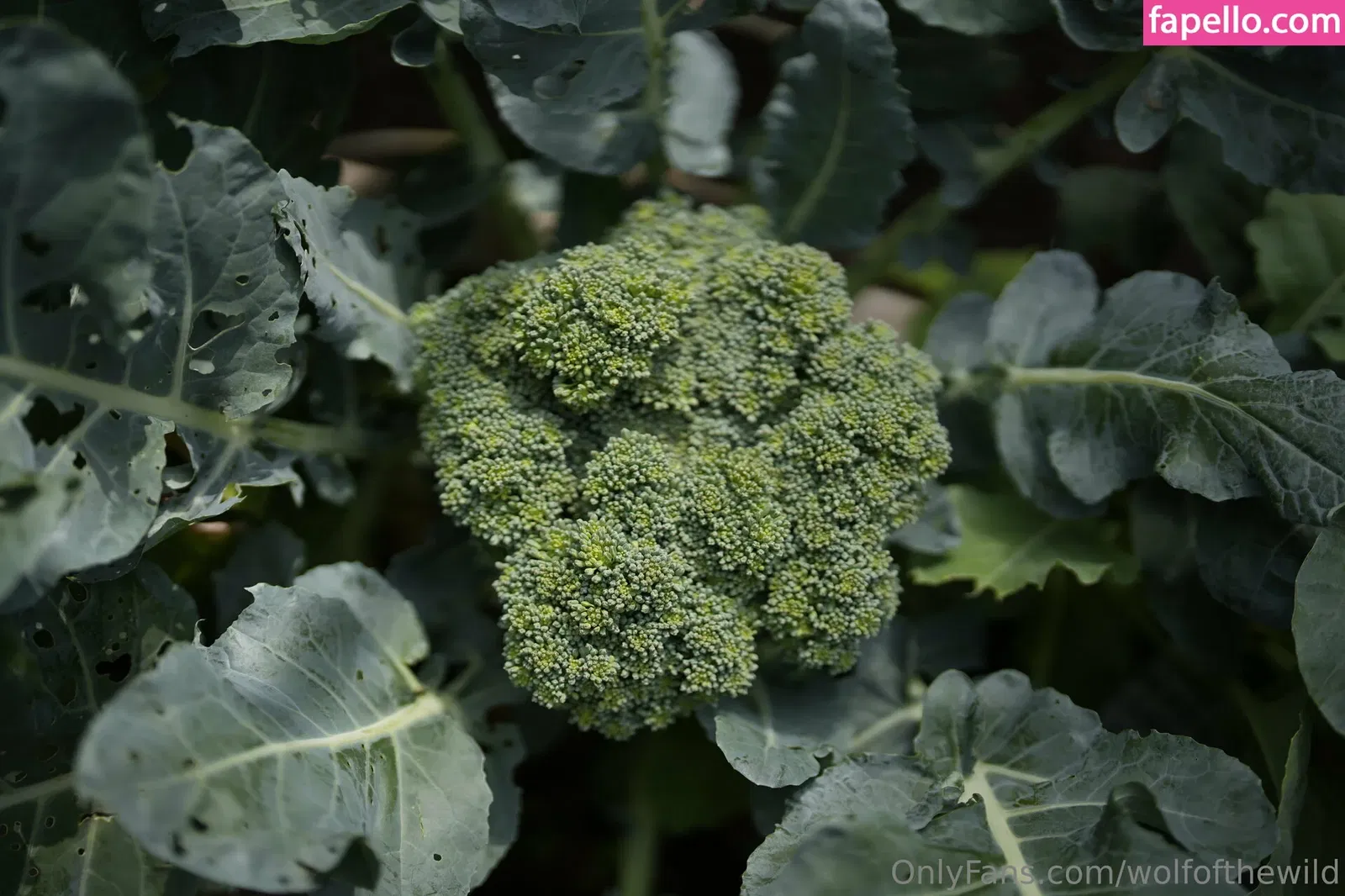 wolfofthewild Onlyfans Photo Gallery 