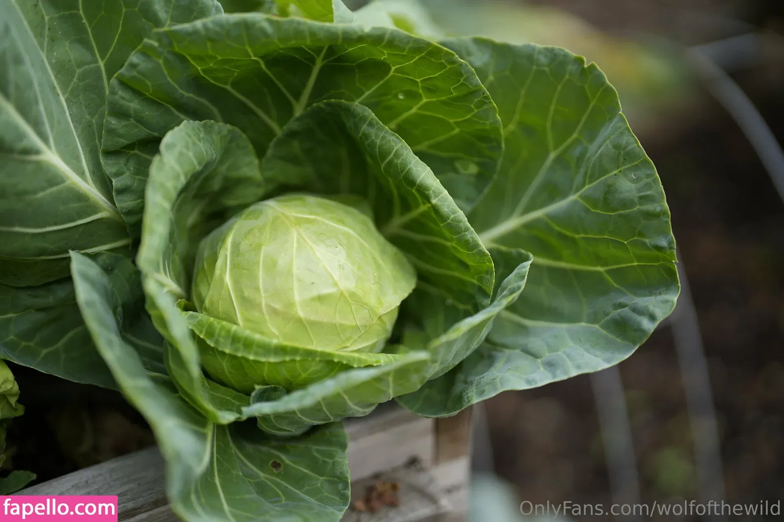 wolfofthewild Onlyfans Photo Gallery 