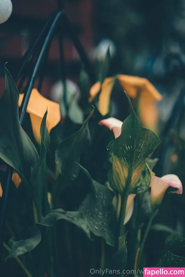 wolfofthewild Onlyfans Photo Gallery 