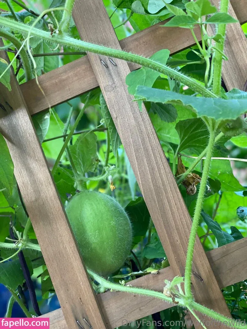 wolfofthewild Onlyfans Photo Gallery 