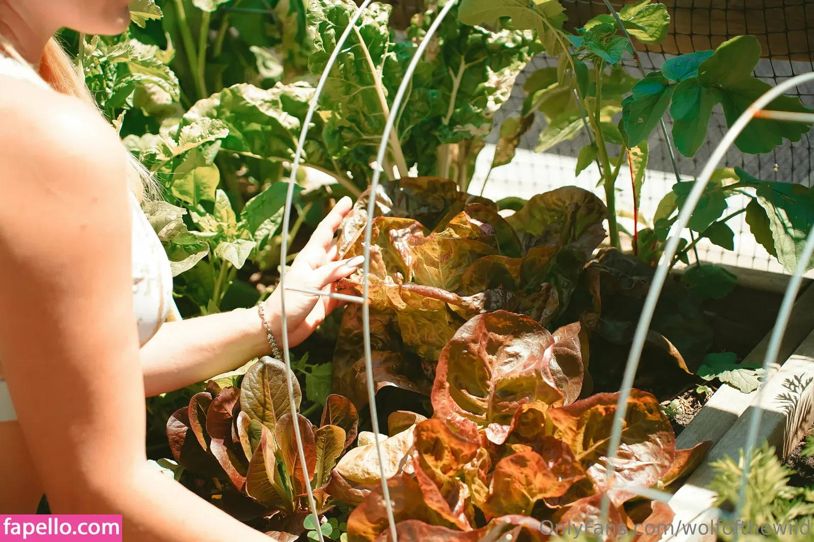 wolfofthewild Onlyfans Photo Gallery 