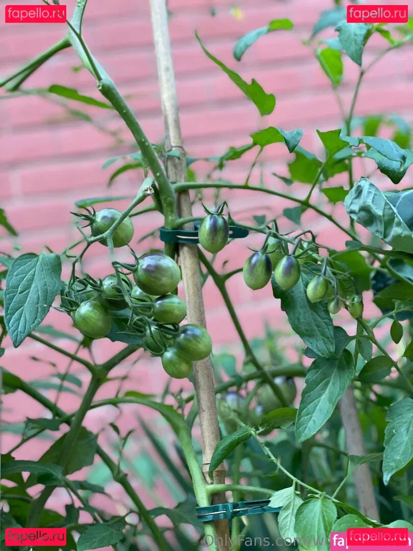 wolfofthewild Onlyfans Photo Gallery 