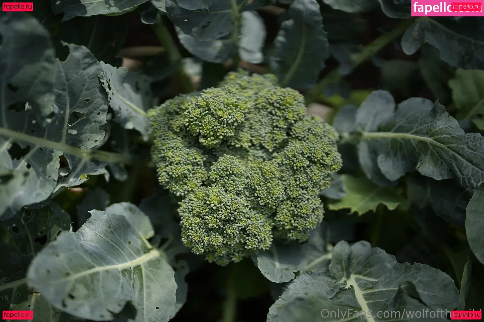 wolfofthewild Onlyfans Photo Gallery 