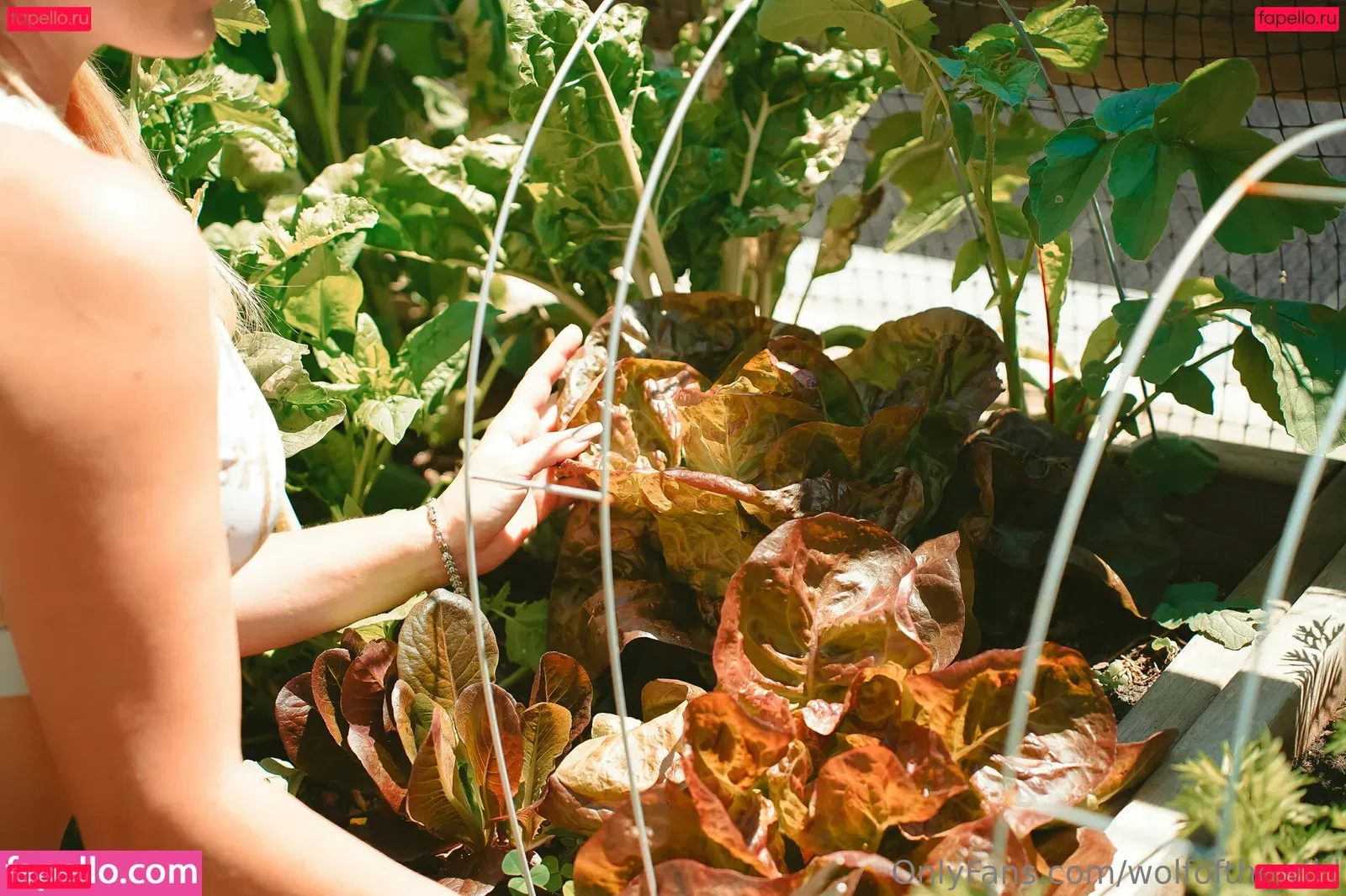 wolfofthewild Onlyfans Photo Gallery 