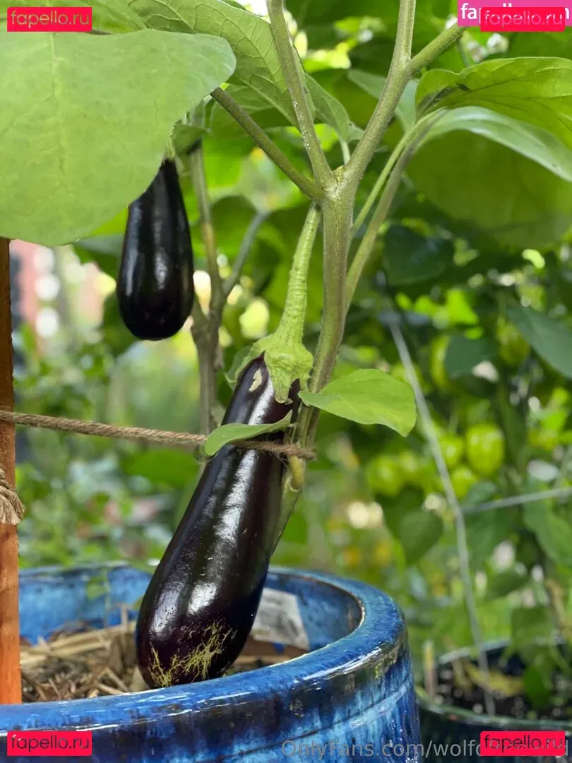 wolfofthewild Onlyfans Photo Gallery 