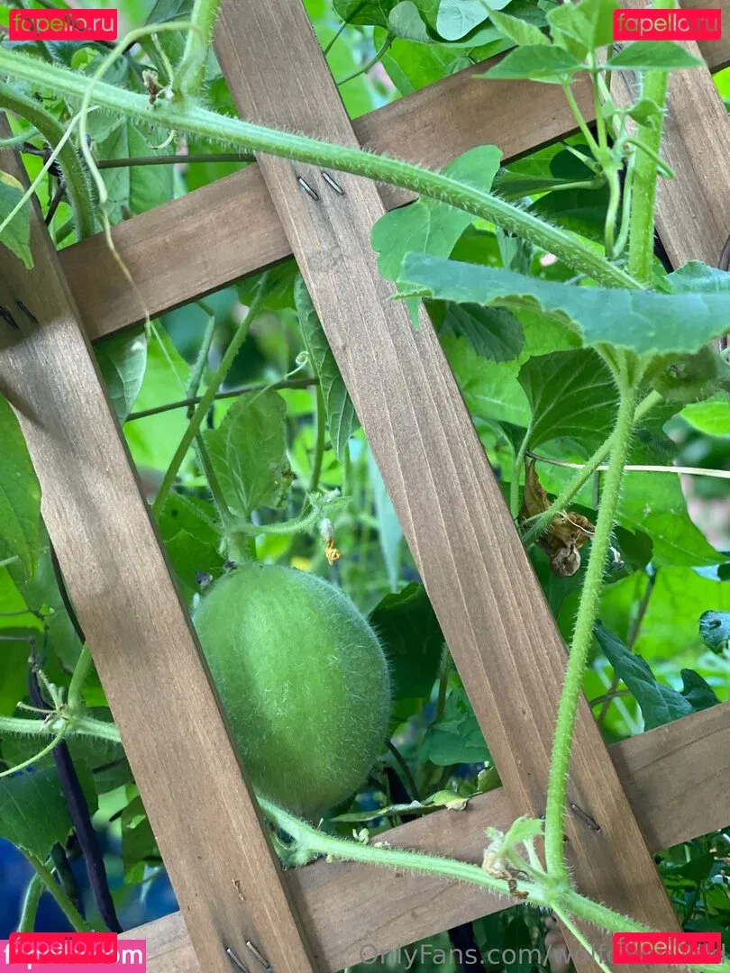 wolfofthewild Onlyfans Photo Gallery 