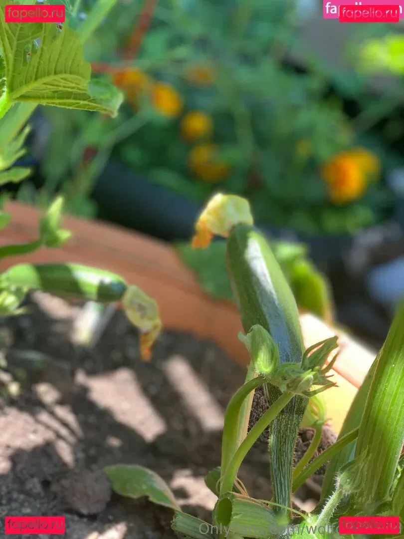 wolfofthewild Onlyfans Photo Gallery 