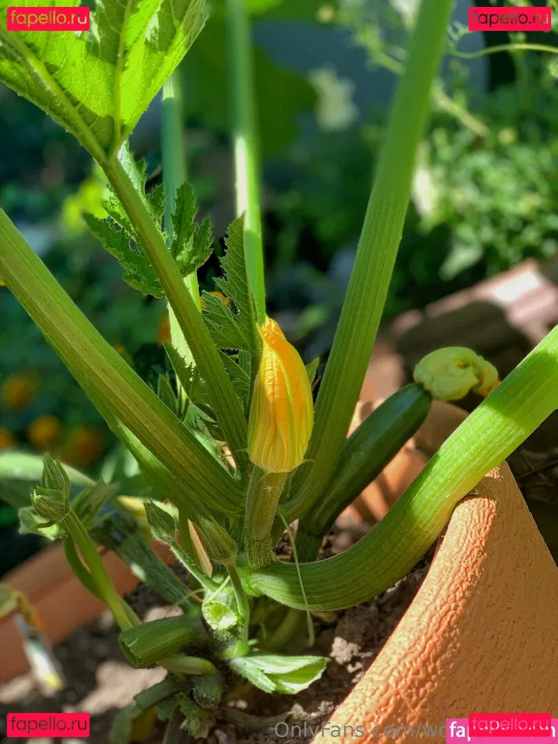 wolfofthewild Onlyfans Photo Gallery 