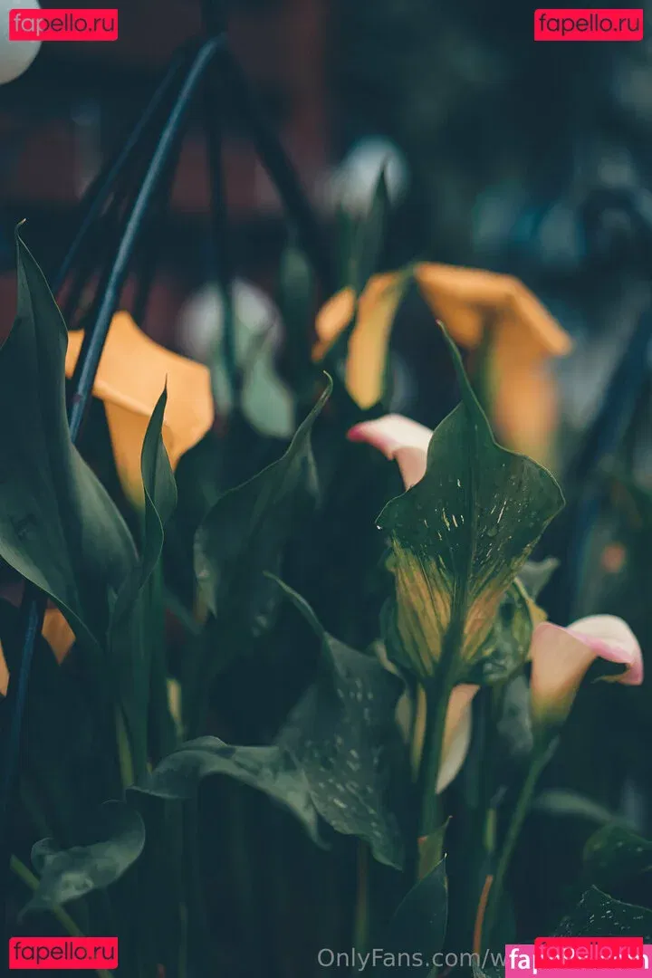 wolfofthewild Onlyfans Photo Gallery 