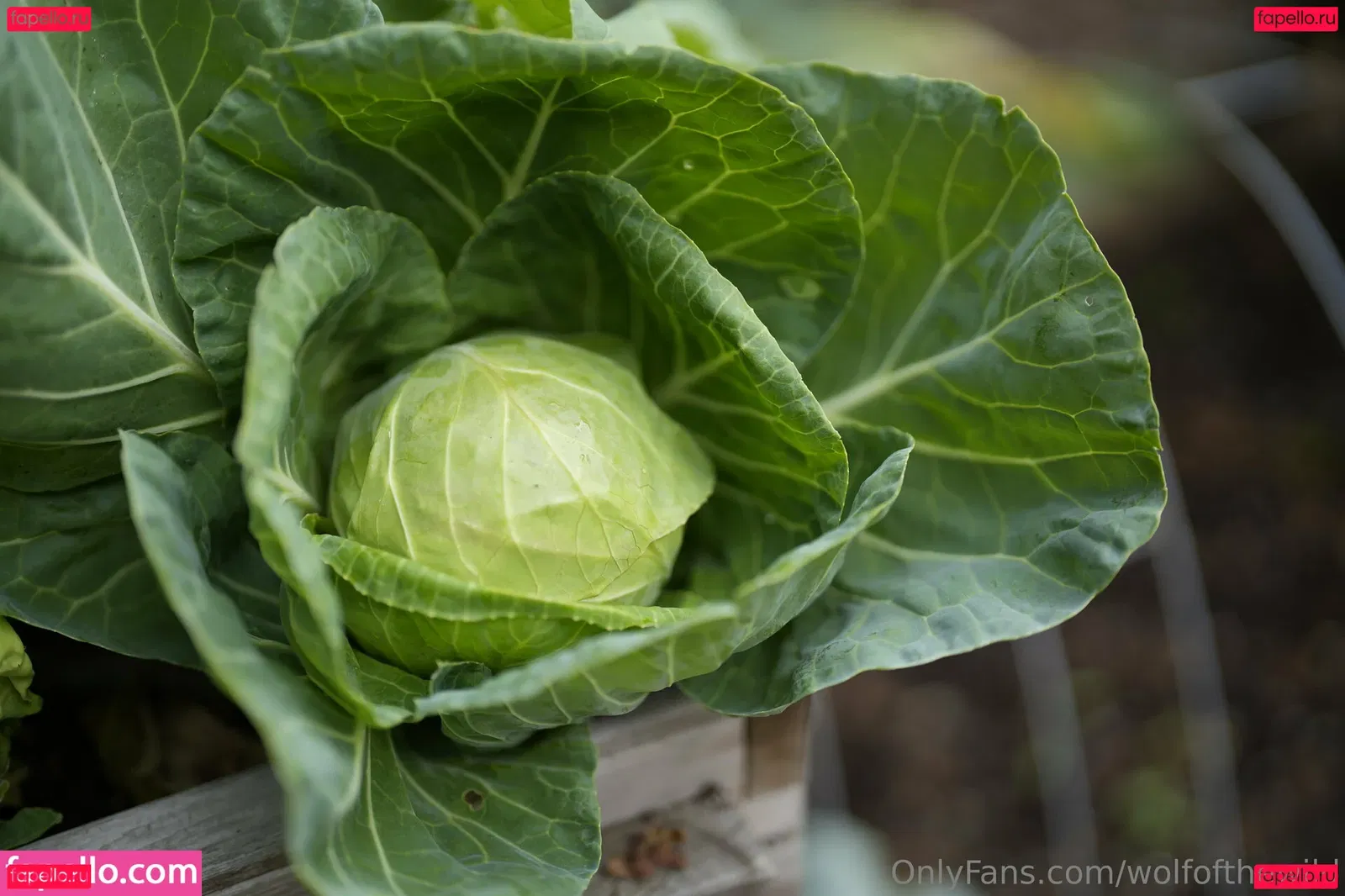 wolfofthewild Onlyfans Photo Gallery 