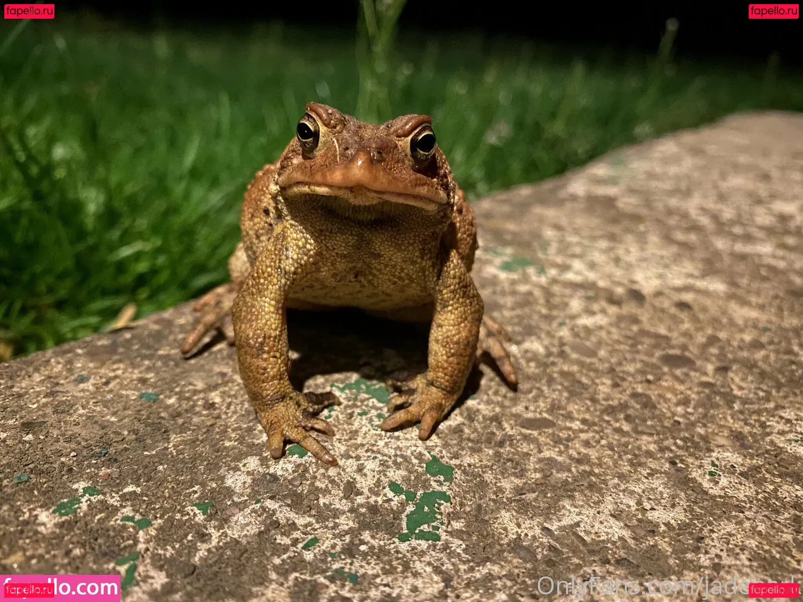 persephone27x Onlyfans Photo Gallery 