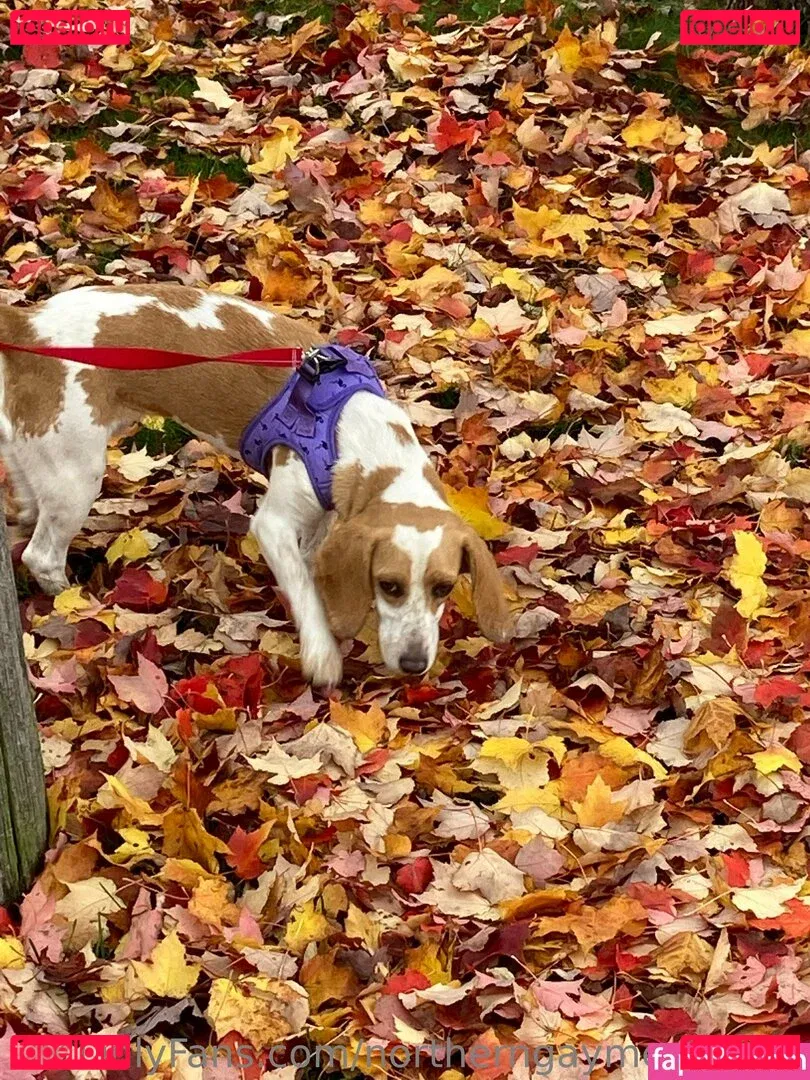 northerngaymertwinks Onlyfans Photo Gallery 