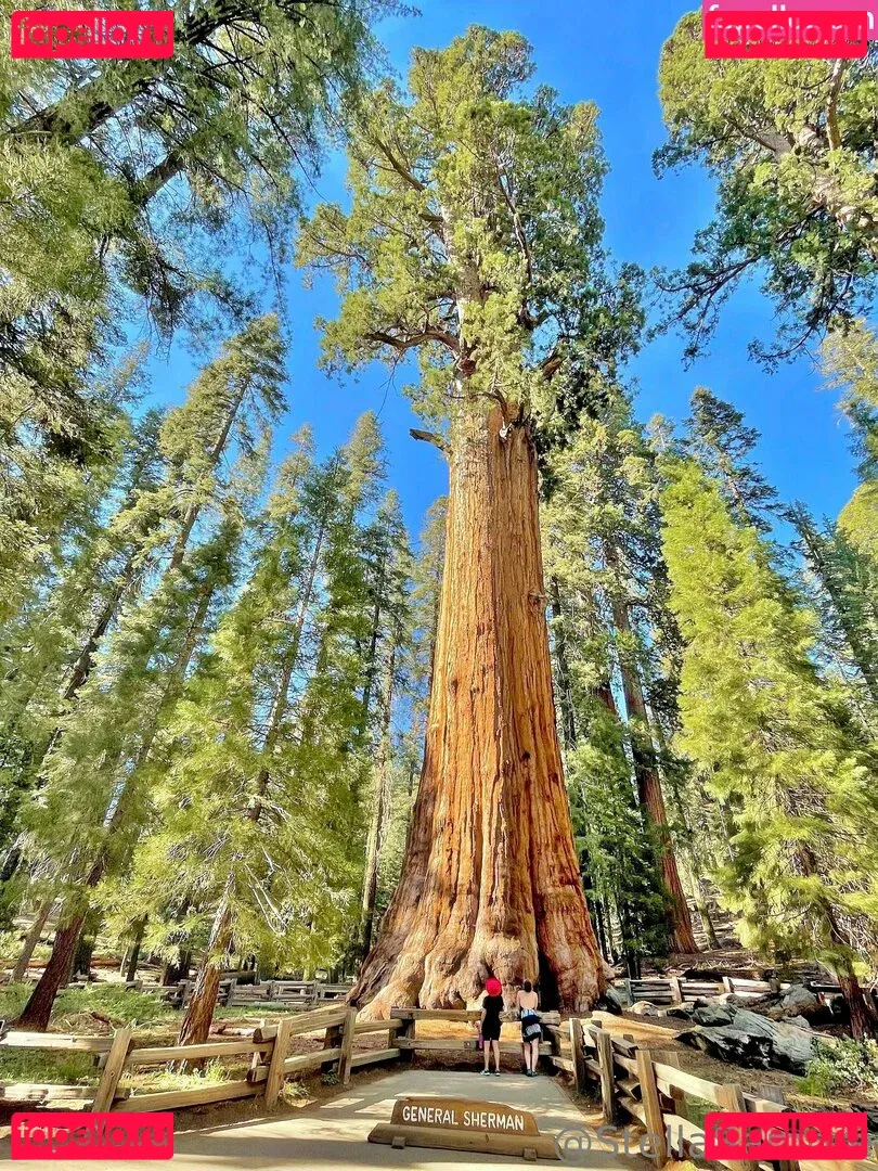 Stellasamore Onlyfans Photo Gallery 