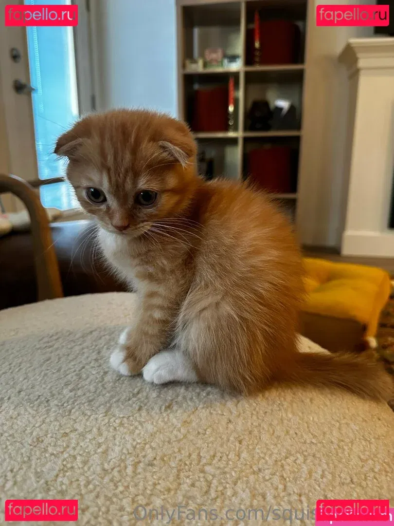 squishiebear Onlyfans Photo Gallery 