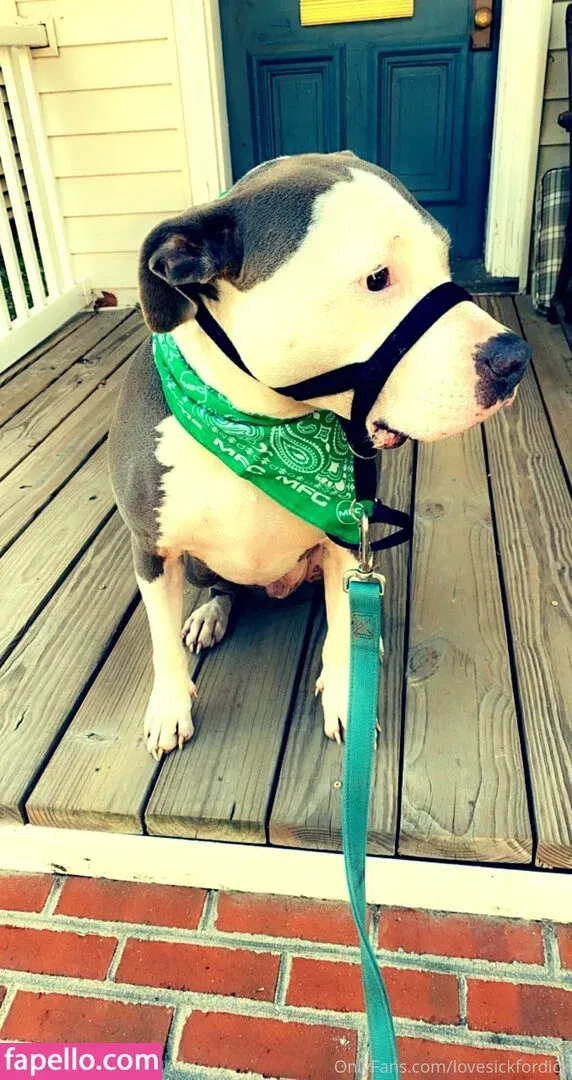 lovesickfordick Onlyfans Photo Gallery 