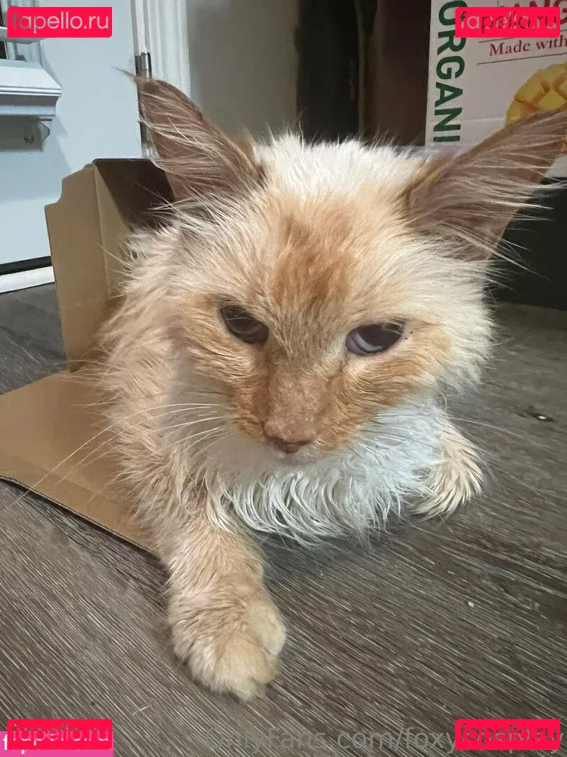 FoxyCosplay Onlyfans Photo Gallery 