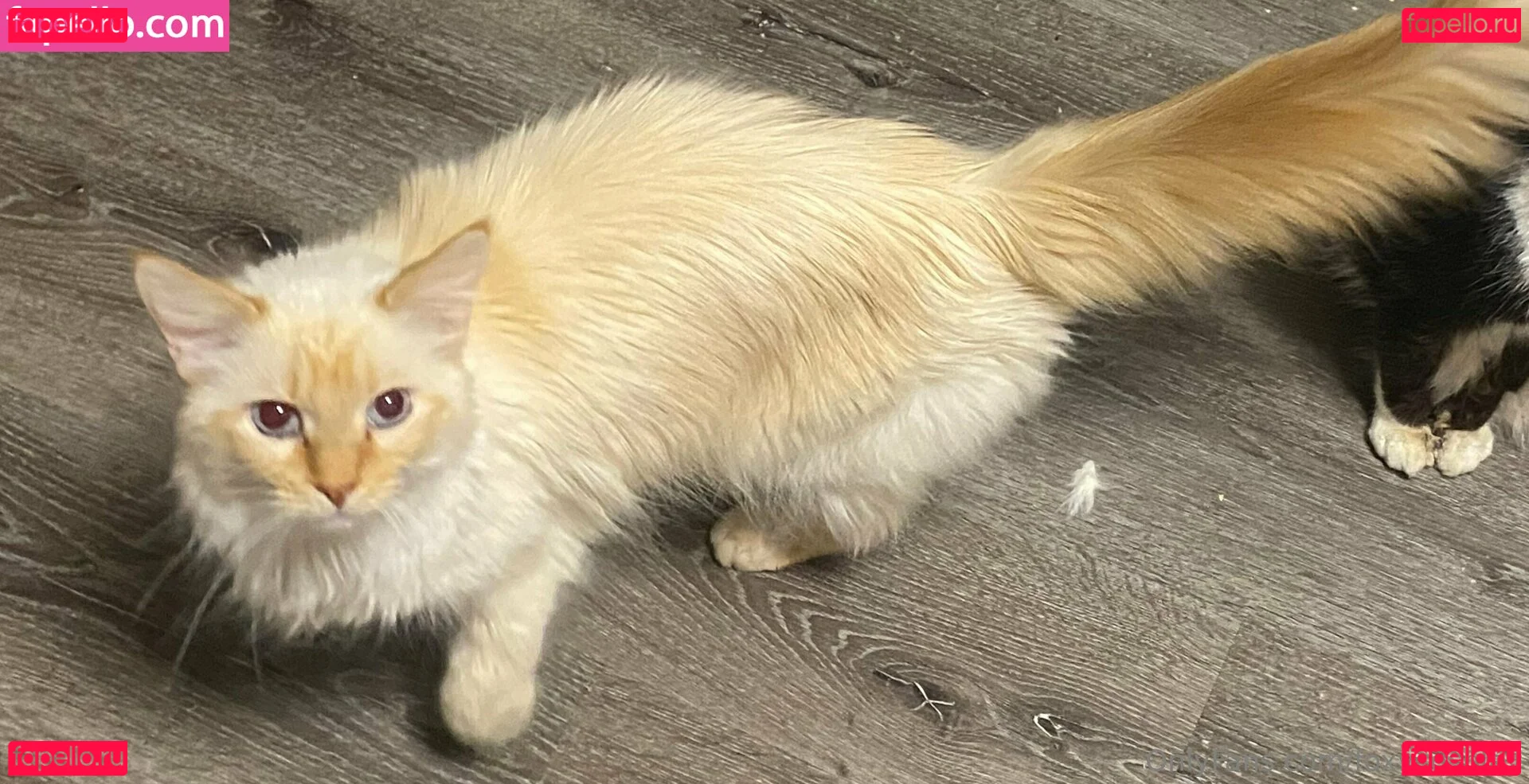 FoxyCosplay Onlyfans Photo Gallery 