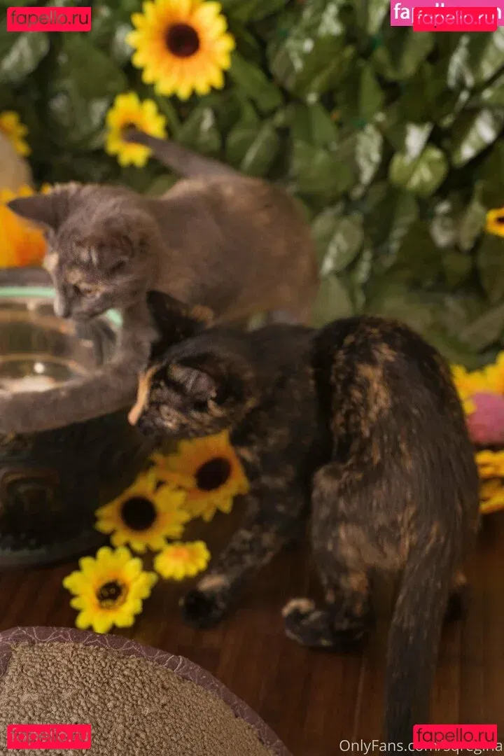 sqregina Onlyfans Photo Gallery 