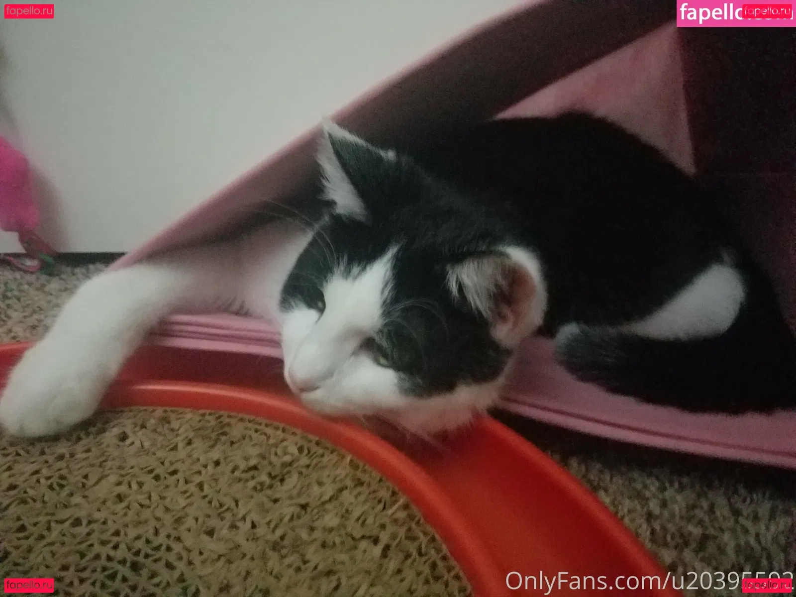 sqregina Onlyfans Photo Gallery 