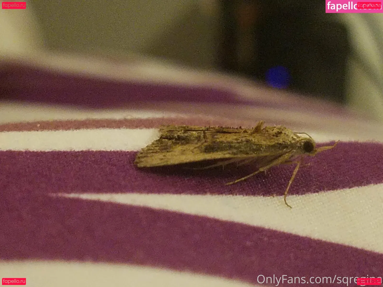 sqregina Onlyfans Photo Gallery 