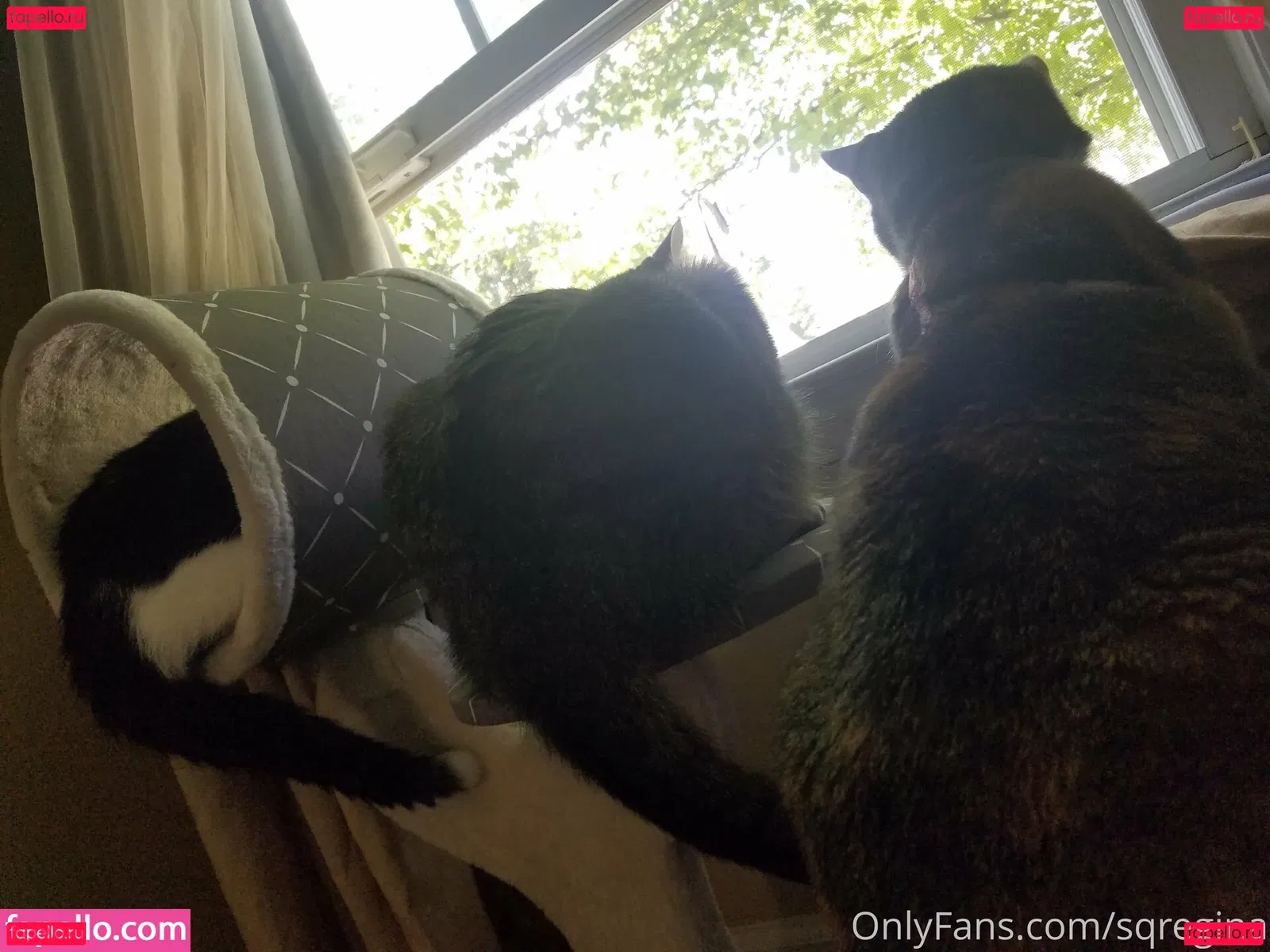 sqregina Onlyfans Photo Gallery 