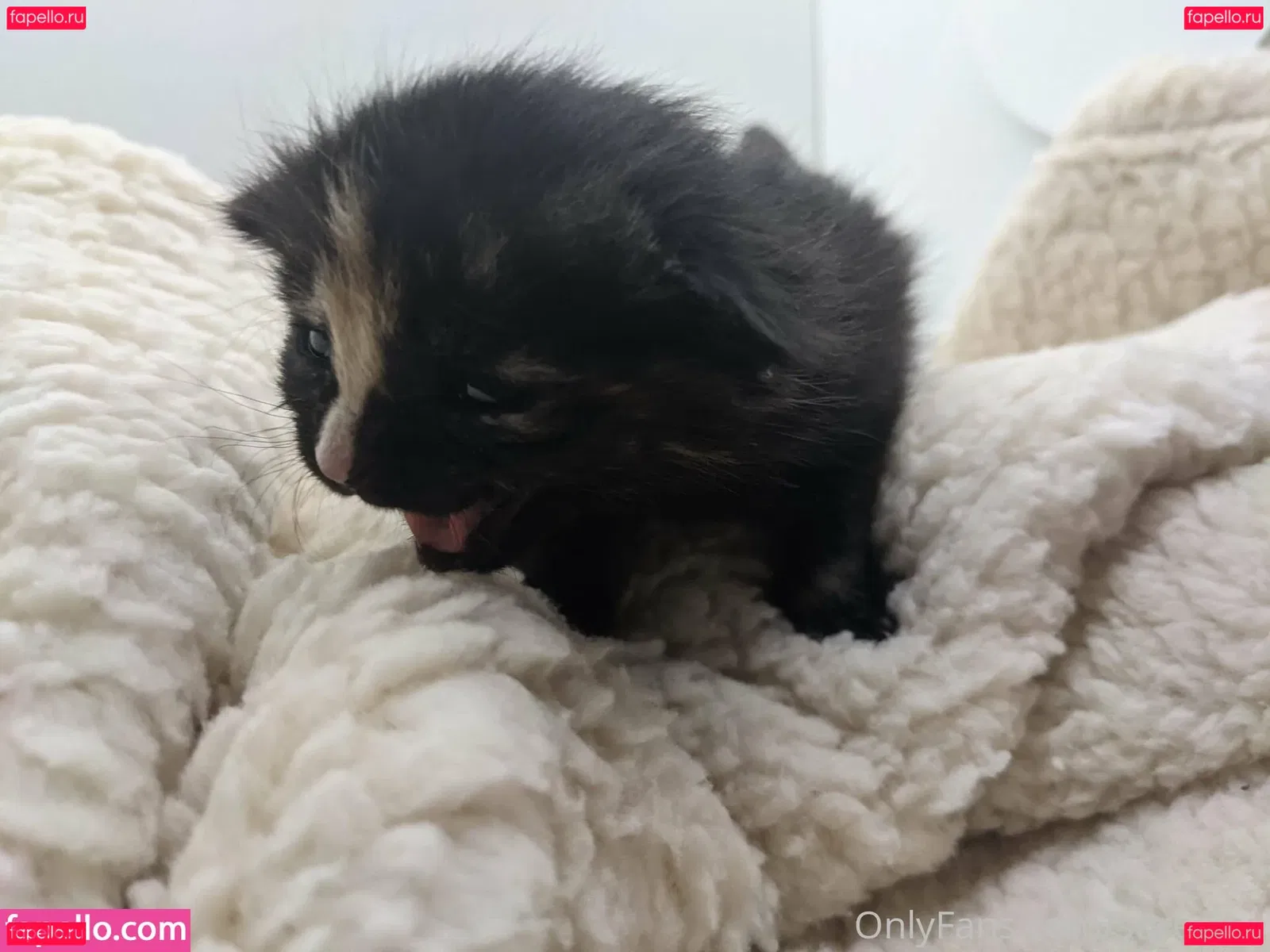 sqregina Onlyfans Photo Gallery 