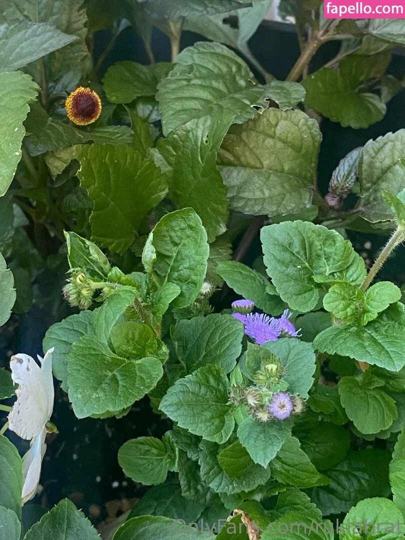 rukiabrat Onlyfans Photo Gallery 