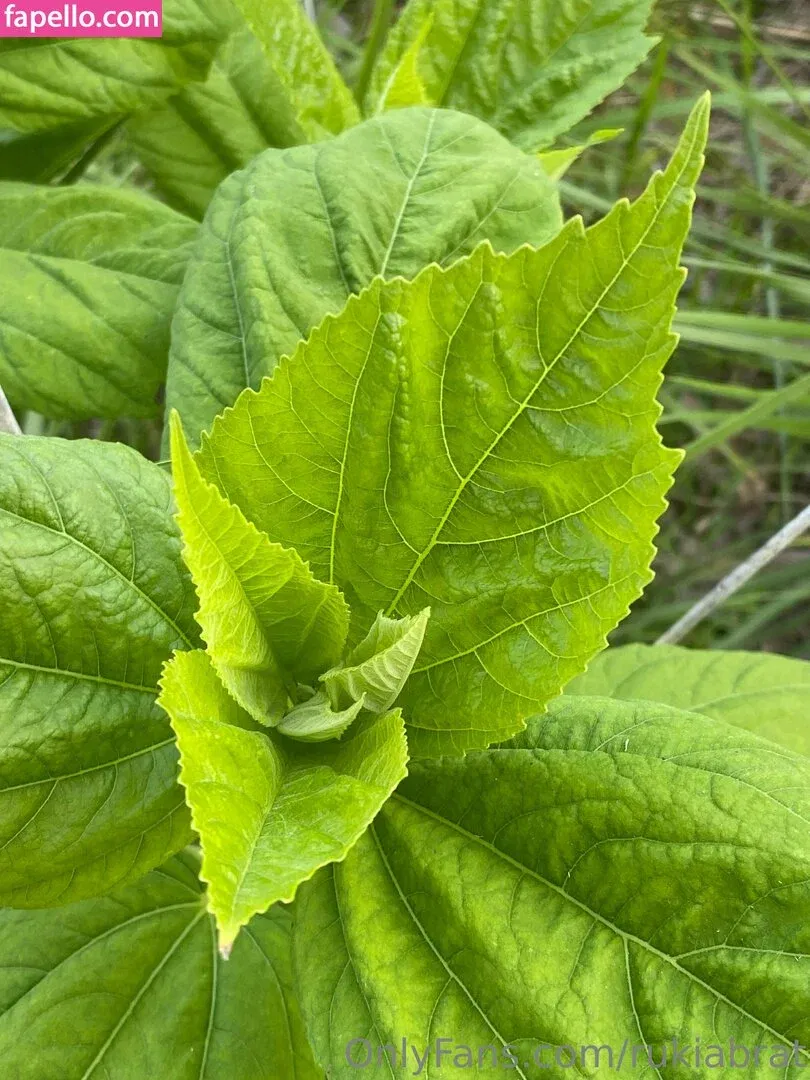 rukiabrat Onlyfans Photo Gallery 