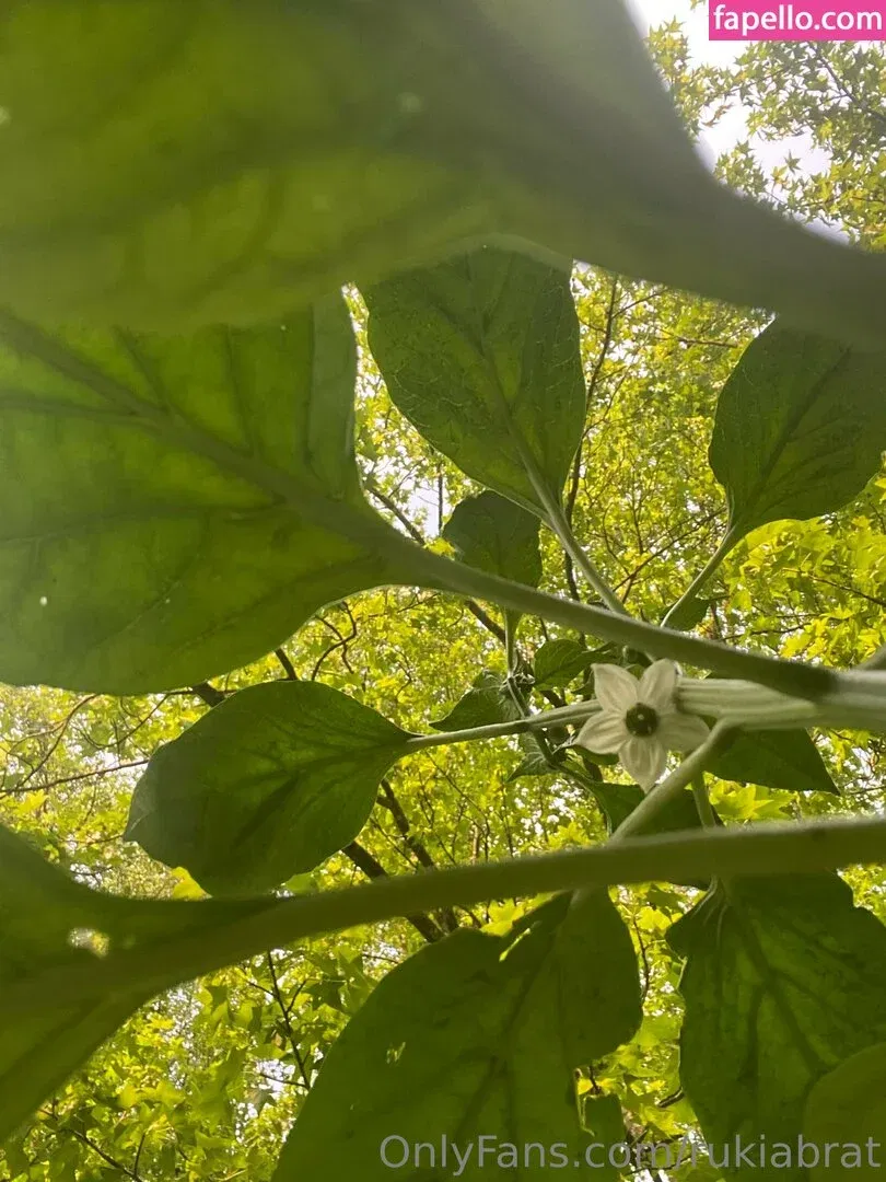 rukiabrat Onlyfans Photo Gallery 