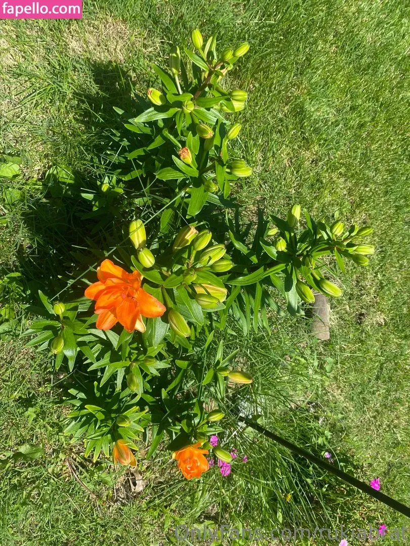 rukiabrat Onlyfans Photo Gallery 