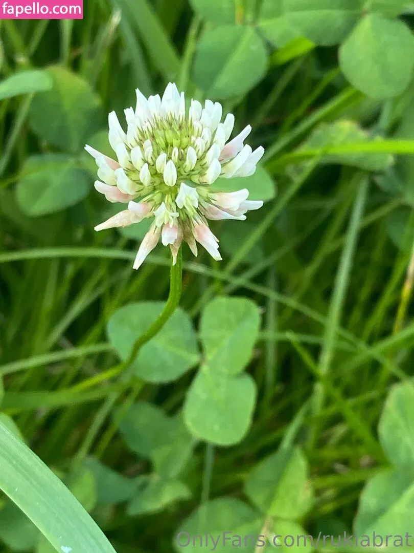 rukiabrat Onlyfans Photo Gallery 