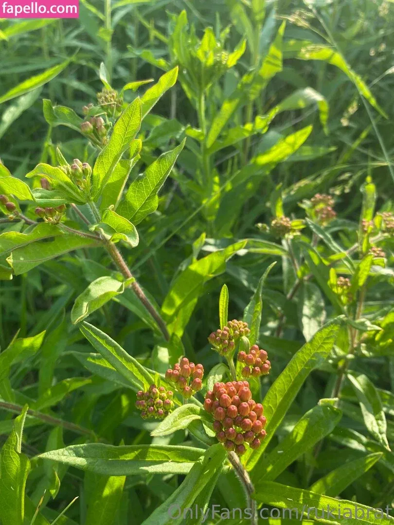 rukiabrat Onlyfans Photo Gallery 