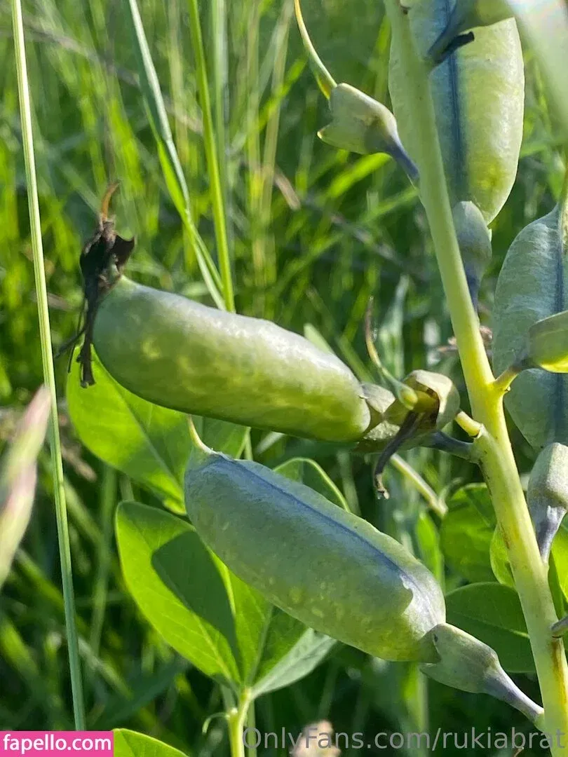 rukiabrat Onlyfans Photo Gallery 