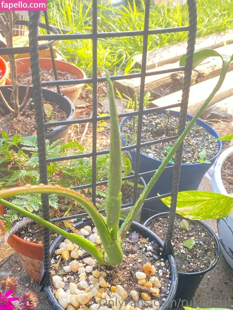 rukiabrat Onlyfans Photo Gallery 