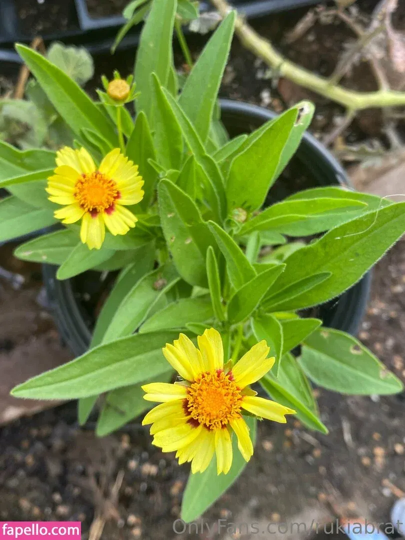 rukiabrat Onlyfans Photo Gallery 