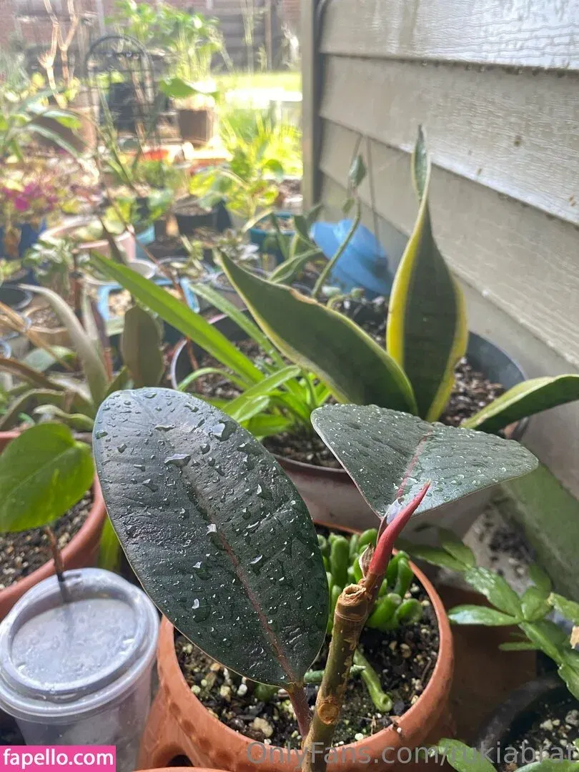 rukiabrat Onlyfans Photo Gallery 