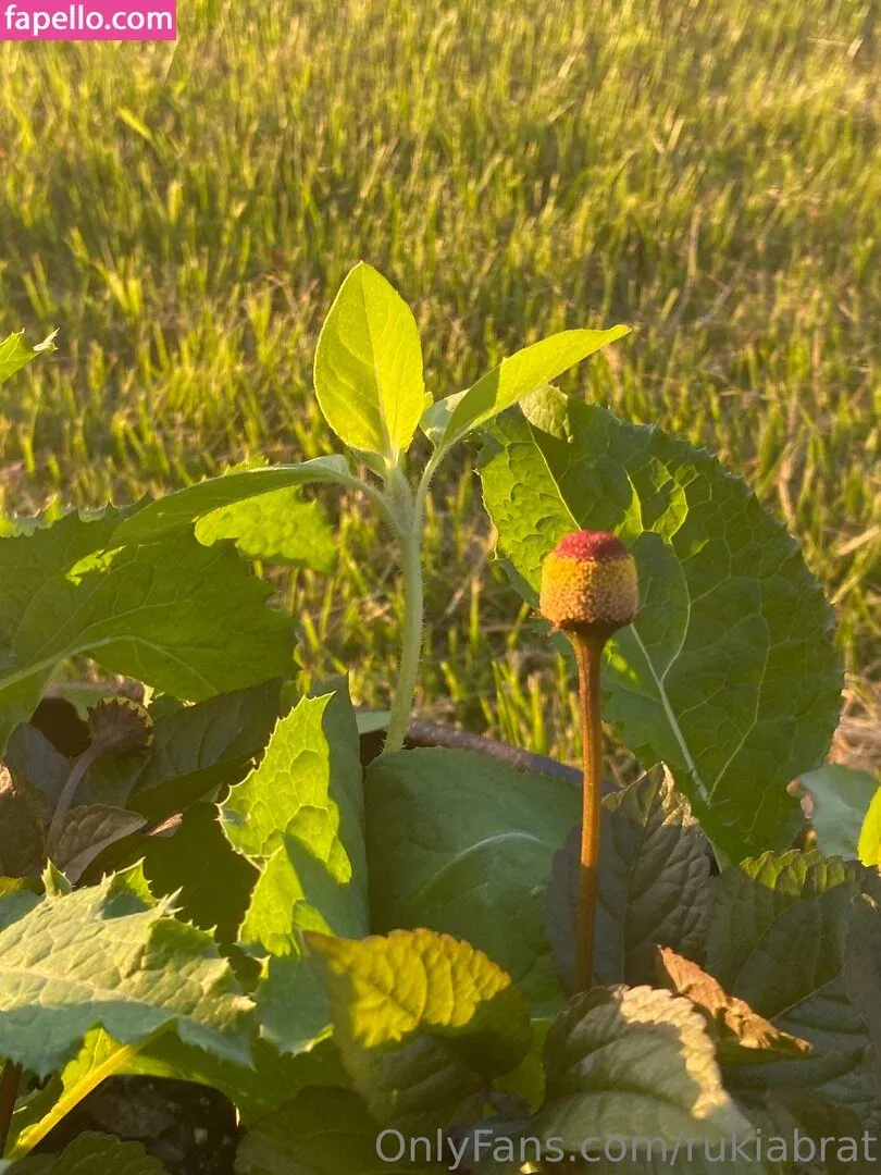 rukiabrat Onlyfans Photo Gallery 