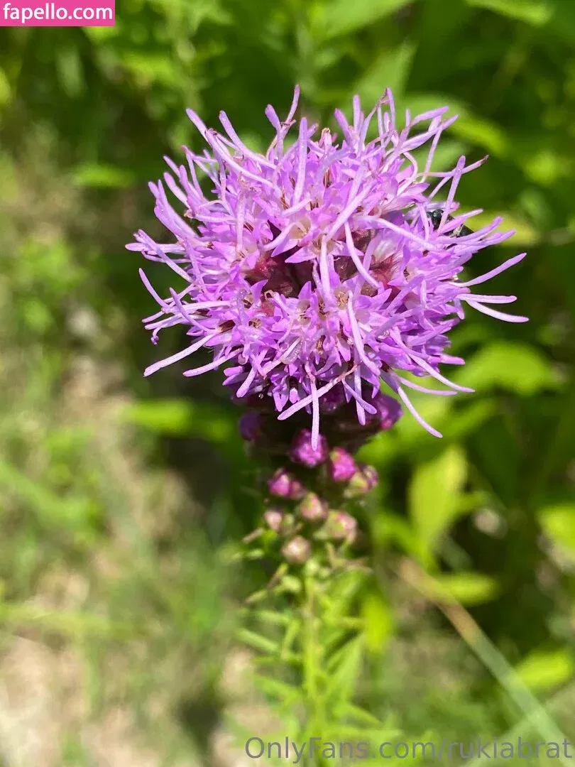 rukiabrat Onlyfans Photo Gallery 