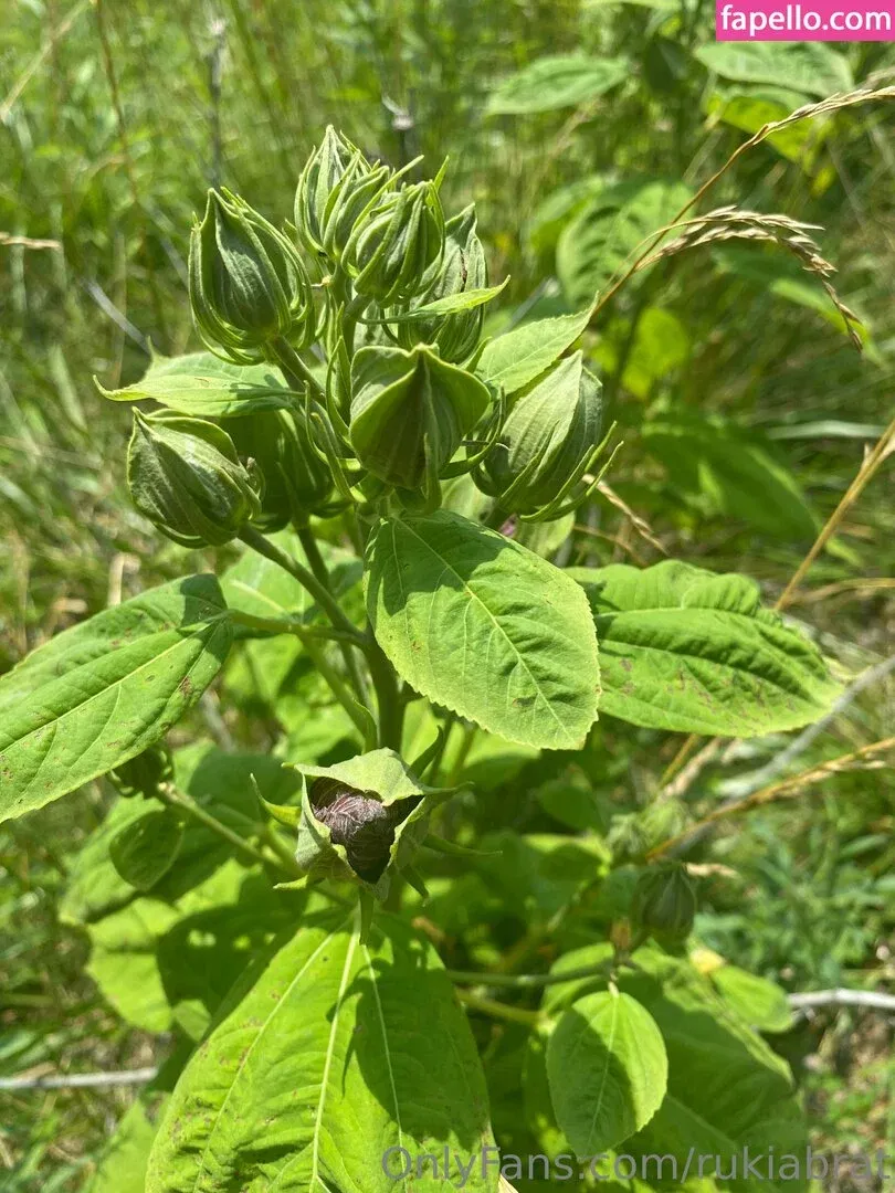 rukiabrat Onlyfans Photo Gallery 