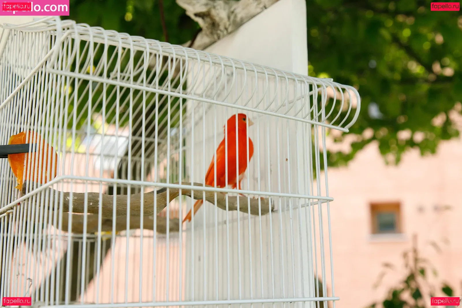 Claurilion Onlyfans Photo Gallery 