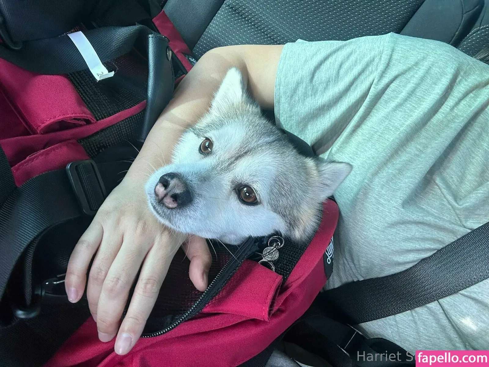 harrietsugarcookie Onlyfans Photo Gallery 