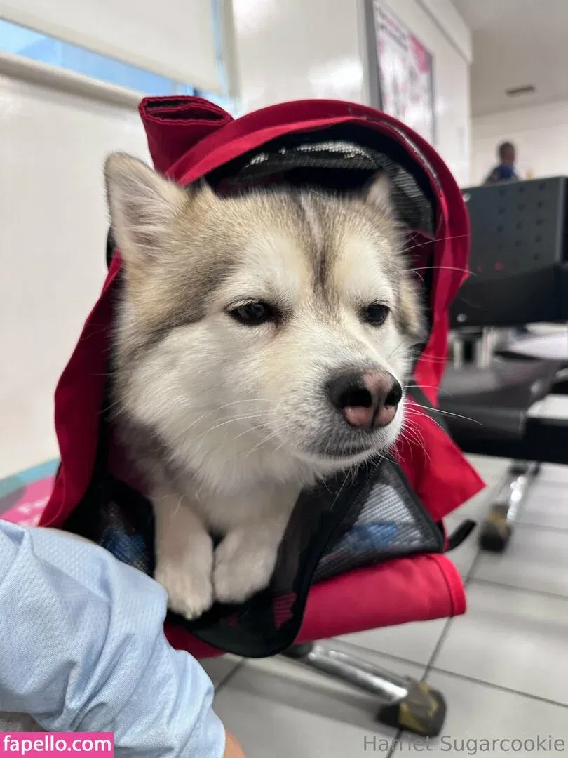 harrietsugarcookie Onlyfans Photo Gallery 