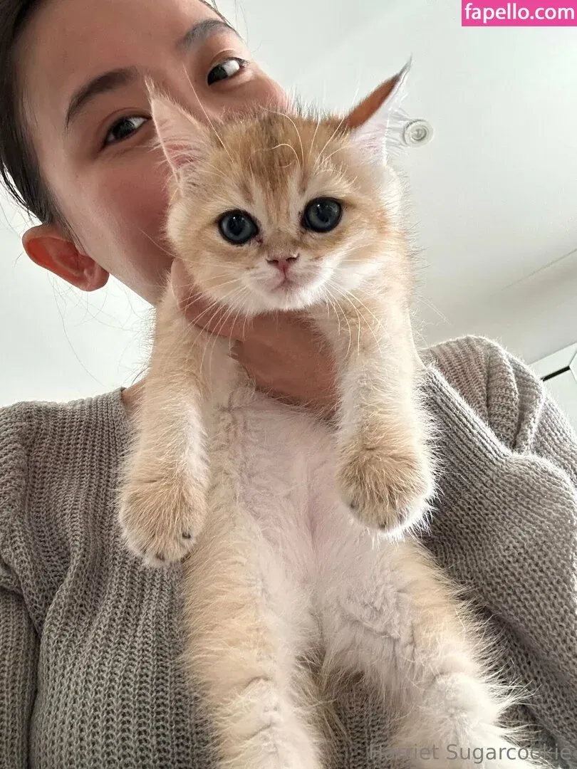 harrietsugarcookie Onlyfans Photo Gallery 