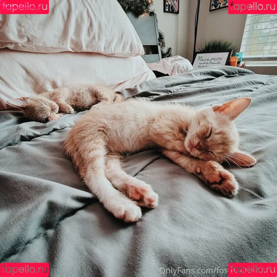 fosterkittendad Onlyfans Photo Gallery 
