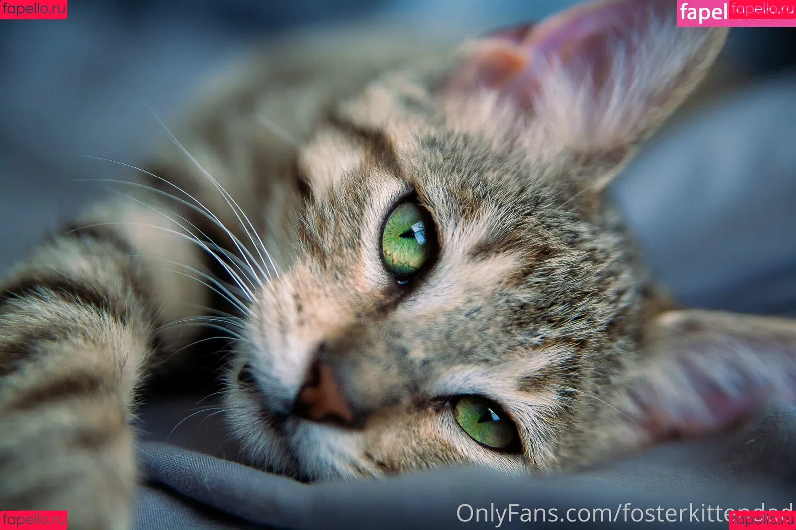 fosterkittendad Onlyfans Photo Gallery 