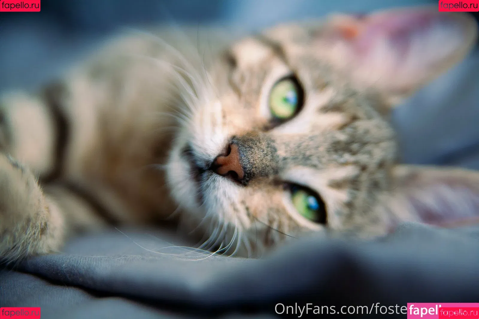 fosterkittendad Onlyfans Photo Gallery 