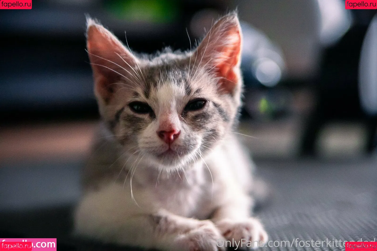 fosterkittendad Onlyfans Photo Gallery 