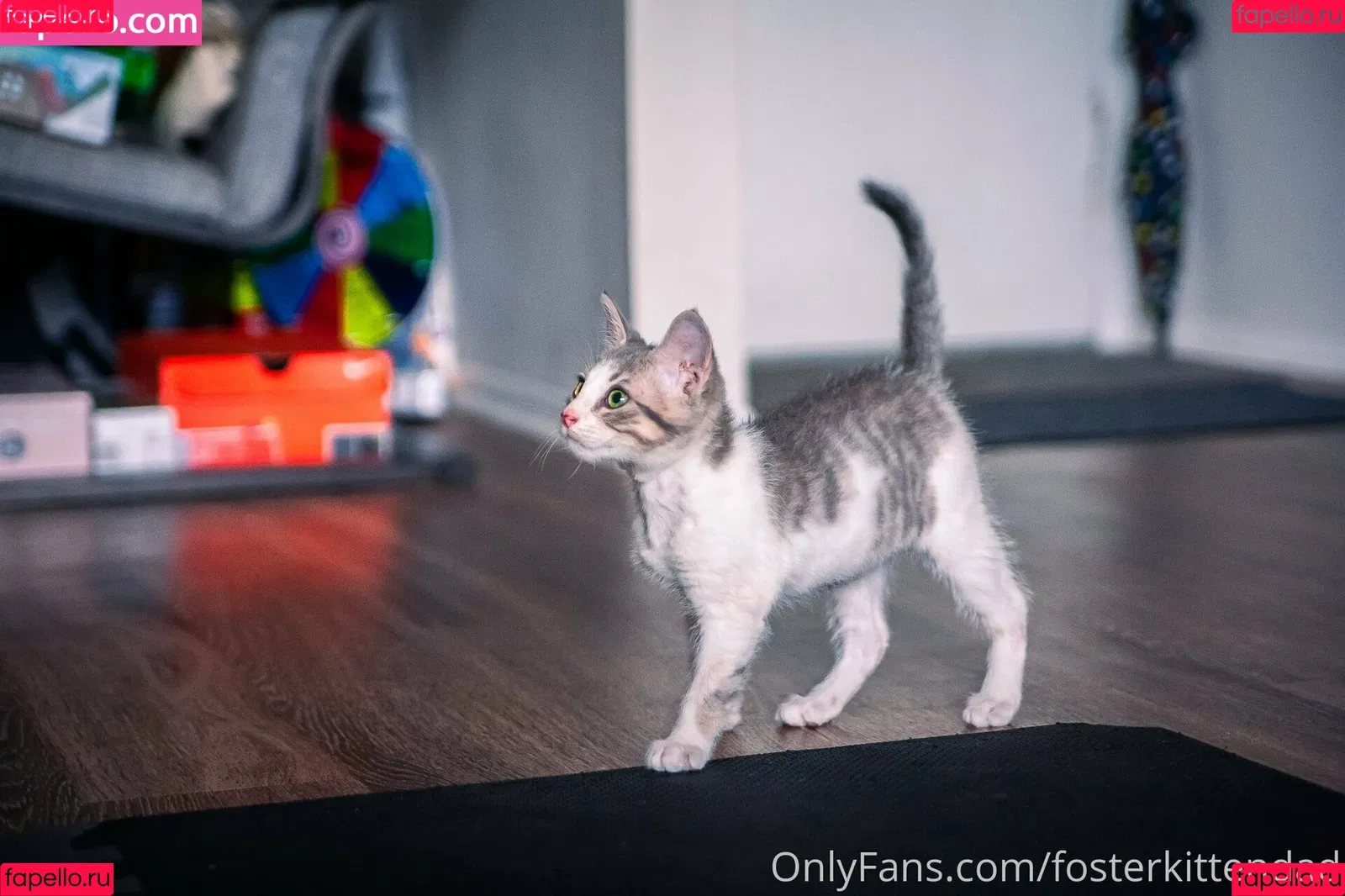 fosterkittendad Onlyfans Photo Gallery 