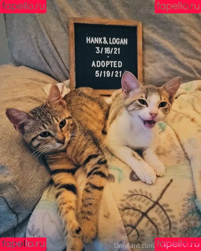 fosterkittendad Onlyfans Photo Gallery 