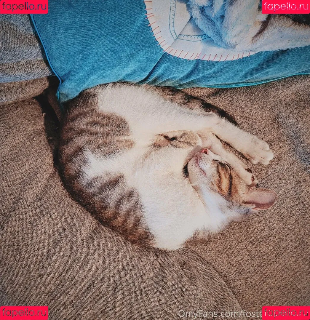 fosterkittendad Onlyfans Photo Gallery 
